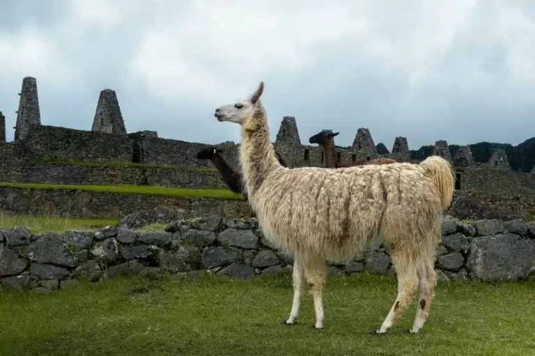 Llama grazing in front of ancient Machu Picchu ruins, a common sight on a Short Inca Trail 2 Day Hike - Peru Hikers.
