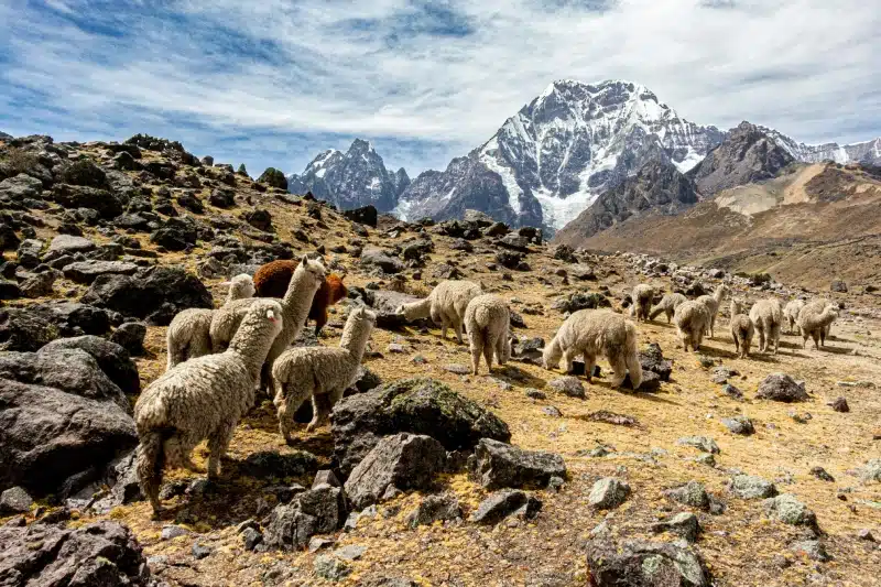 Alpacas grazing in the high Andes with snow-capped peaks behind, evoking the landscapes crossed during the Sacred Valley & Short Inca Trail trek