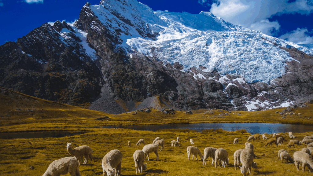 Ausangate mountain landscape with turquoise lagoon and alpacas grazing - Peru Hikers